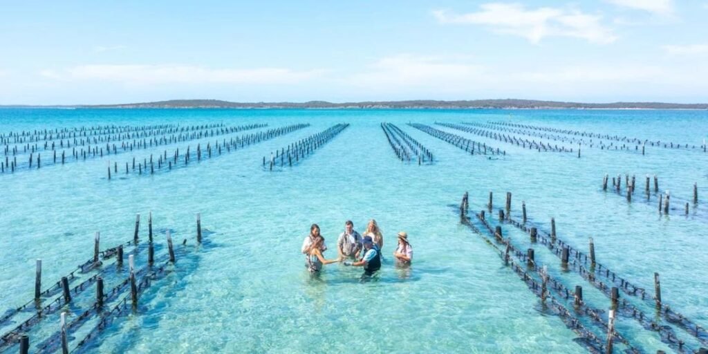 Beaches of Adelaide, Visitors wading in the clear blue waters of Adelaide’s coast during an oyster farm tour with rows of oyster beds stretching into the distance.
