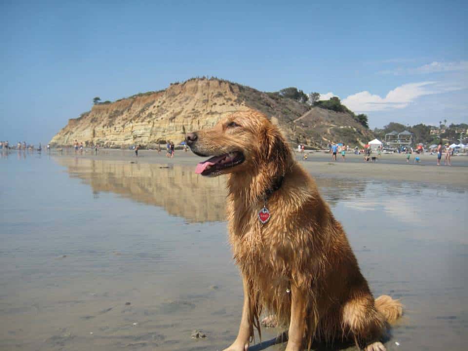 del-mar-dog-beach