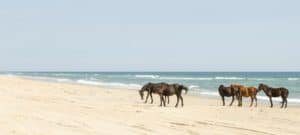 Kitty Hawk Beach, best North Carolina Beaches, North Carolina beaches, top beaches in North Carolina, the Outer Banks, The Best North Carolina Beaches, Best North Carolina Beach Hotels, Best North Carolina Tours & Activities, Kill Devil Hills, Nags Head, Duck, South Shores, Corolla, Carova, Buxton, Waves, Rodanthe, Brunswick Islands, Caswell Beach, Holden Beach, Ocean Isle Beach, Sunset Beach, Crystal Coast, Atlantic Beach, Indian Beach, Topsail Area, Topsail Beach, Surf City, Wilmington Area, Carolina Beach, Kure Beach, Wrightsville Beach