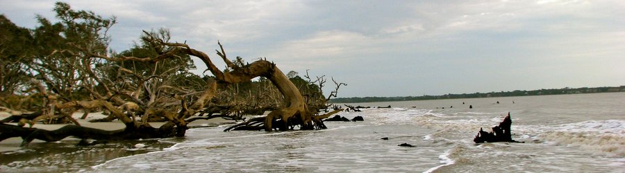 Driftwood trees along the shoreline of Jekyll Island, Georgia.