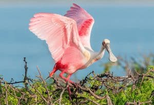 Leonabell Turnbull Birding Center, Port Aransas Texas, Port Aransas Beaches, Port Aransas Travel, Texas Beaches