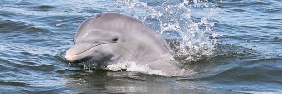 See playful dolphins along Florida's Space Coast. Discover wildlife viewing, boat tours, and unforgettable coastal experiences near the beach.