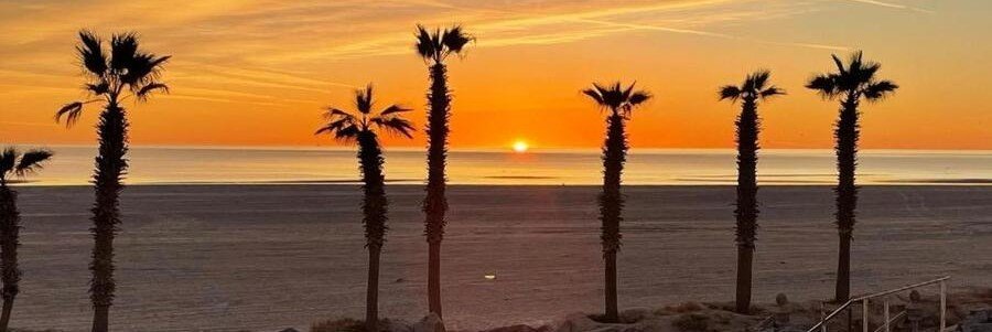 Six tall palm trees silhouetted against a vibrant orange sunset over the calm Sea of Cortez on a wide sandy beach in San Felipe.