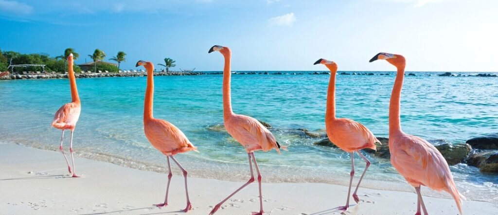 pink flamingos walking along the shoreline on Flamingo Beach in Aruba