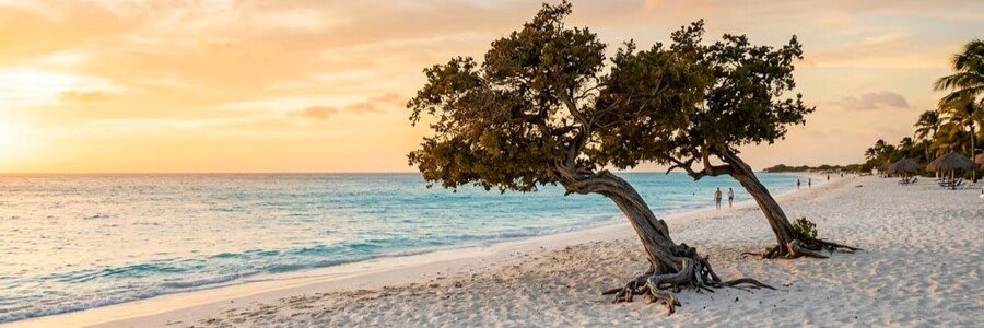Fofoti Trees Eagle Beach Aruba | Beach Travel Destinations Two iconic twisted Fofoti trees on the white sand of Eagle Beach in Aruba during a golden sunset