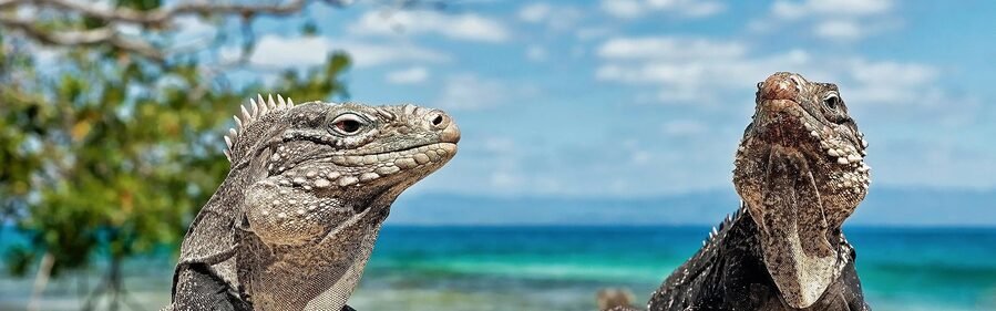 iguana wildlife on Cayo Iguana near Cayo Largo Cuba