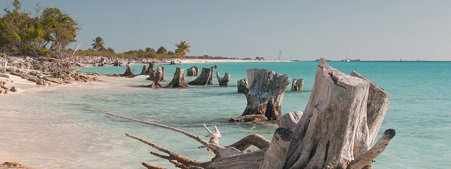 driftwood and turquoise water along the coast of Cayo Largo Cuba