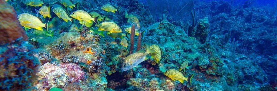 tropical fish swimming over coral reef while snorkeling in Cayo Largo Cuba