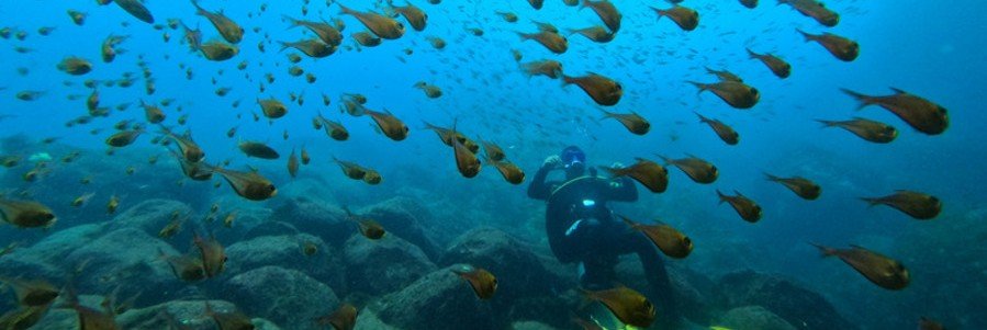 Underwater Marine Visibility and Scuba Diver | Beach Travel Destinations Underwater photo of a scuba diver surrounded by a large school of fish over a rocky reef in clear blue ocean water.