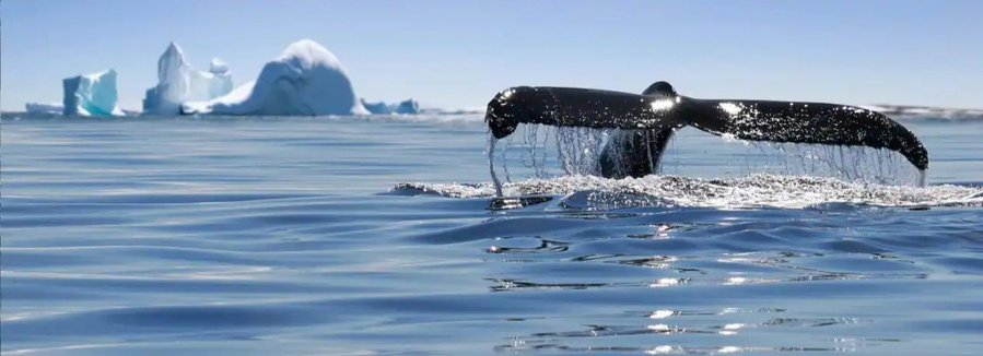 Humpback whale tail near glacier during Alaska cruise wildlife viewing