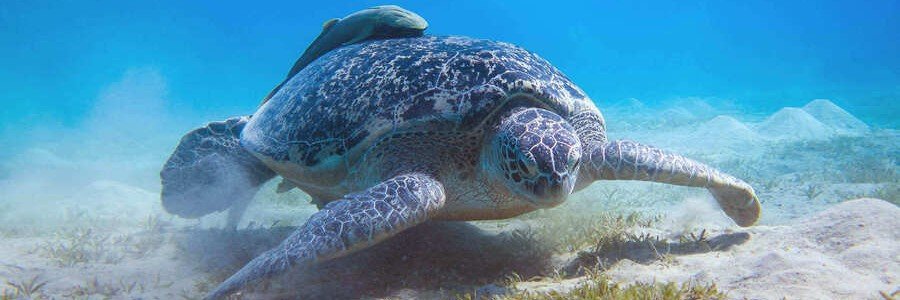 Green sea turtle swimming over a coral reef in the crystal-clear waters of Marsa Alam, Egypt.