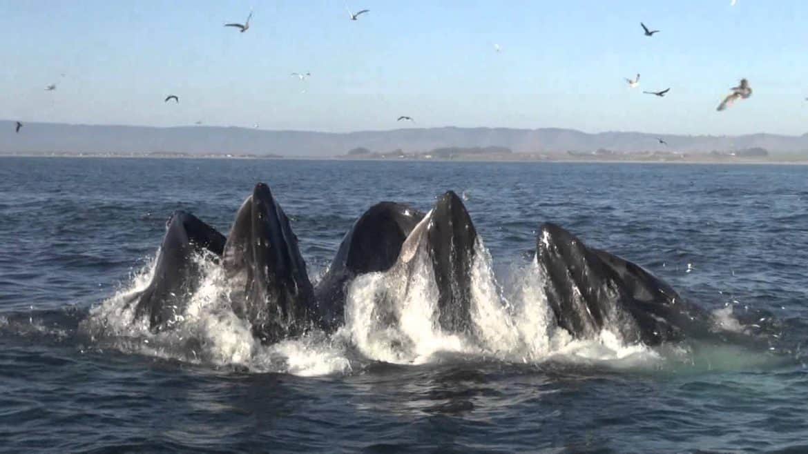 moss landing whale watching | Beach Travel Destinations