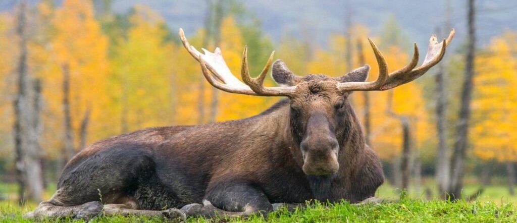 Moose resting in a grassy field near Anchorage with golden fall foliage in the background.