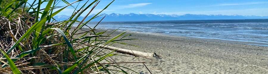 Grassy shoreline along Cook Inlet near Anchorage with distant mountains and exposed tidal flats.