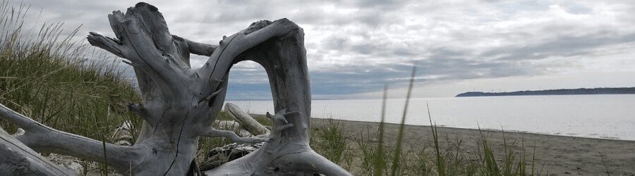 Driftwood and tall grasses along the shoreline at Kincaid Beach Park in Anchorage.