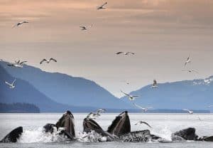 Juneau Whale Watching, Juneau Alaska, Juneau beaches, Juneau Alaska Travel Guide, things to do in Juneau, best restaurants in Juneau, best bars in Juneau, best hotels in Juneau, top beach destinations, Alaska beaches
