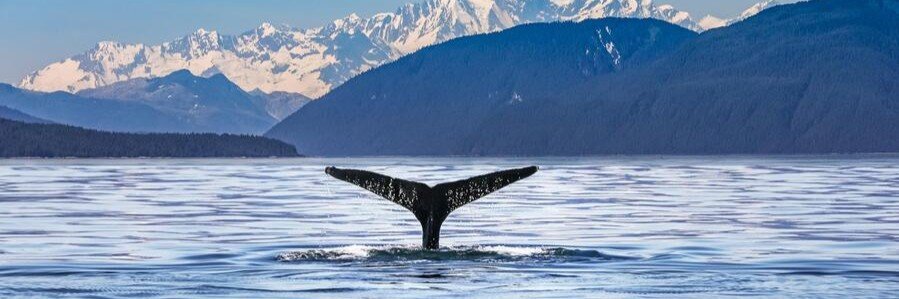 Humpback whale tail during a whale watching tour near Juneau, Alaska