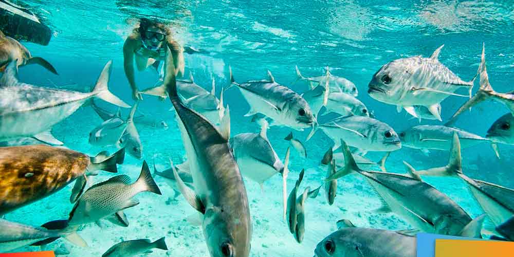 Ambergris Caye Belize, Top 10 snorkeling spots, best snorkeling in the world, best snorkeling locations, beach travel, beach travel destinations, best snorkeling, snorkeling gear guide