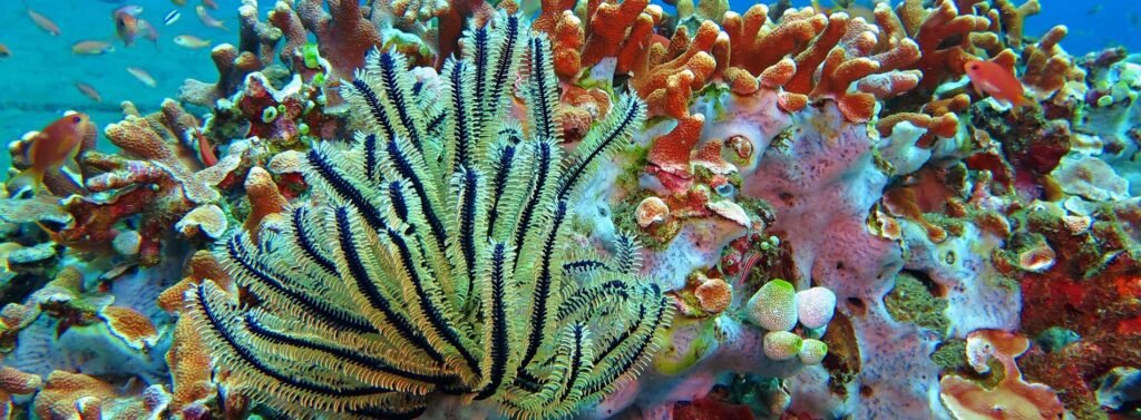 Colorful coral reef underwater with tropical fish and feather star marine life in clear ocean water