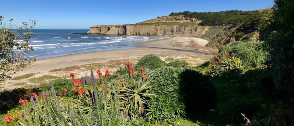 Cliff-lined beach in San Mateo County with blue waves and coastal plants overlooking the shoreline.