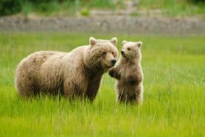 Anchorage Shore Excursion, Bear Viewing Excursion and Airplane Adventure Tour, The Best Alaska Cruise Shore Excursions, Alaska Cruise Ports, Alaskan Cruise shore excursions, best cruise deals, cruise deals, all about cruises, best priced cruises