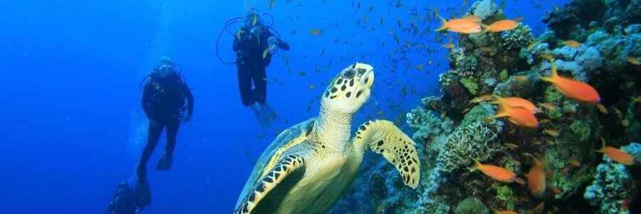 Scuba divers swimming near a sea turtle on a coral reef in Arraial do Cabo, Brazil