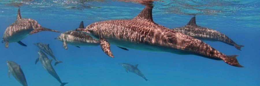 Spinner dolphins swimming in the clear blue waters off Praia da Pipa, Brazil.