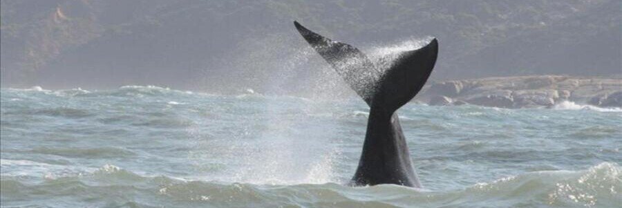 Southern Right Whale tail emerging from the ocean during whale season near Praia do Rosa.