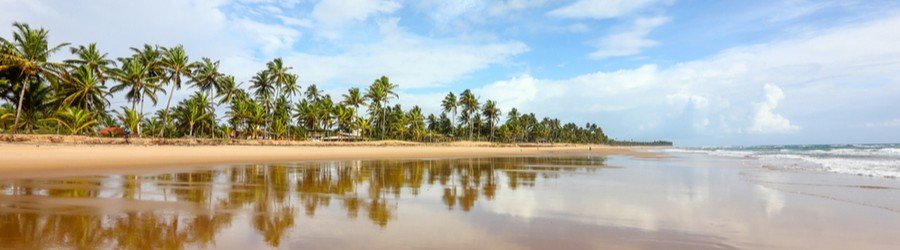 Sunlit tropical beach with palm trees along the shoreline and calm waves reflecting in wet sand; clear, bright sky above