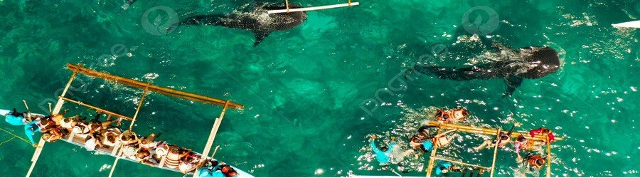 Whale shark watching in Cebu Philippines with boats on clear blue water