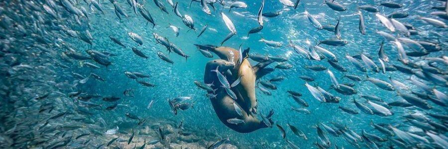 Loreto Marine Life in the Sea of Cortez Waters | Beach Travel Destinations Playful sea lions swimming underwater among schools of fish in the clear blue waters of the Sea of Cortez near Loreto, Mexico