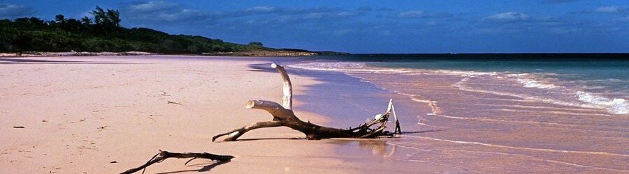 Soft blush-tinted sand with gentle waves and natural greenery at Pink Surfer’s Beach in Eleuthera.