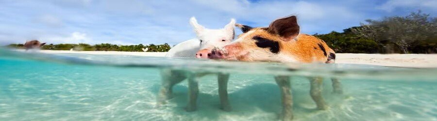Swimming pigs in clear turquoise water on Grand Bahama.