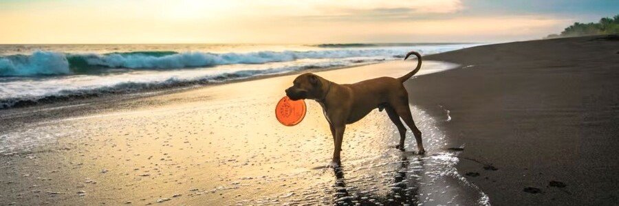 Dog carrying a frisbee while standing along the shoreline at a Jacksonville area beach during sunset.