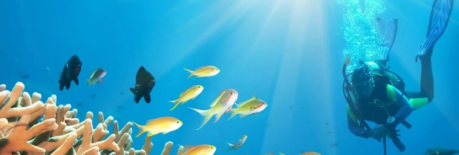 Scuba diver exploring coral reef and tropical fish in the clear lagoon waters of the Gambier Islands French Polynesia