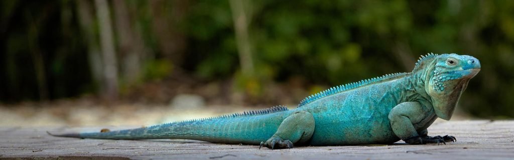Endangered Grand Cayman blue iguana with striking turquoise-blue scales, resting on the ground with tropical greenery behind it.