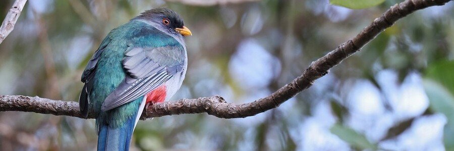 Hispaniolan trogon with green feathers, gray wings, a red belly, and yellow bill perched on a forest branch.