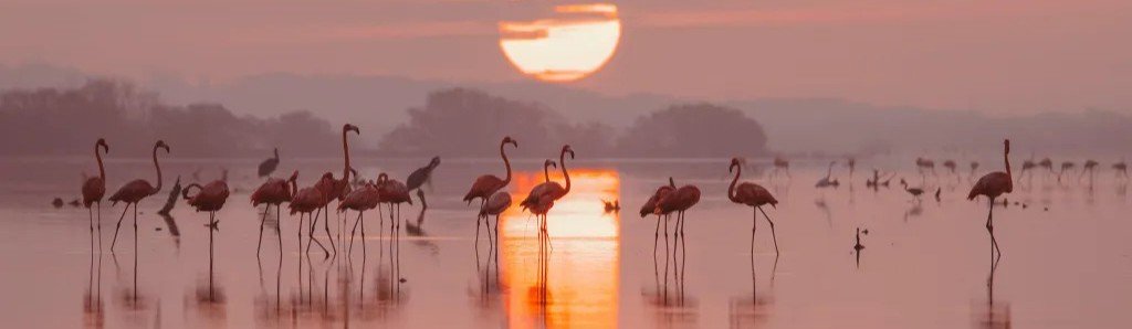 Flamingos at Sunset on Holbox | Beach Travel Destinations Pink flamingos standing in shallow water during sunset on Holbox Island.