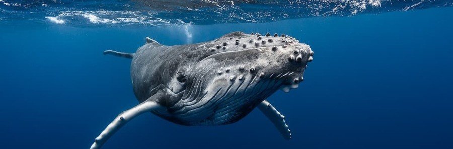 humpback-whale-austral-islands-whale-watching
