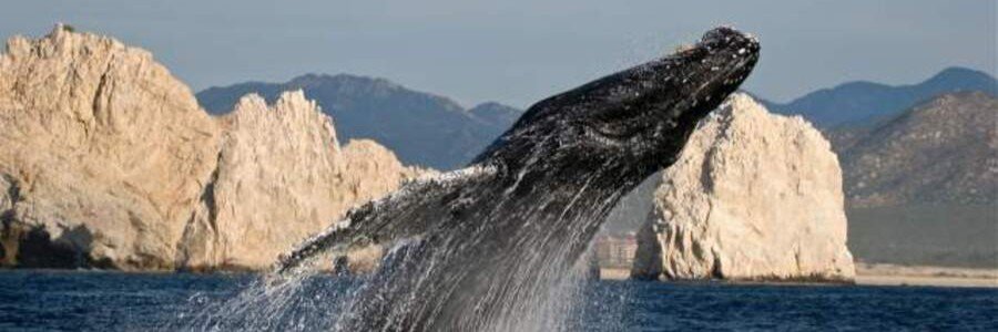 Humpback whale breaching from the ocean in front of the rocky formations at Land’s End.