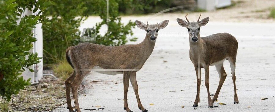 Key deer standing on roadside in Big Pine Key Florida wildlife refuge