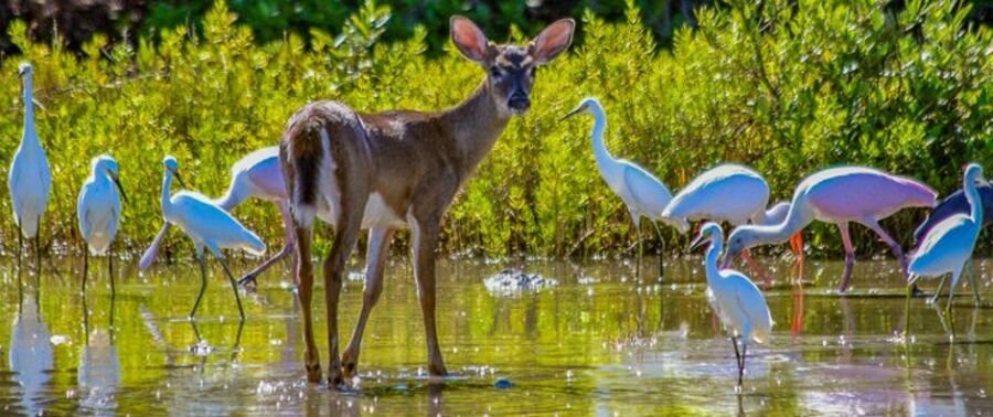 Key deer standing in shallow water with white wading birds at National Key Deer Refuge in Big Pine Key Florida