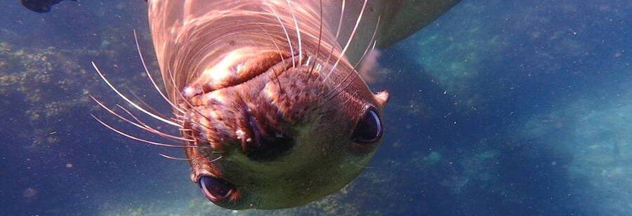 A curious sea lion swimming close to the camera underwater in La Paz, Mexico, showing detailed whiskers and expressive eyes in the clear blue waters of the Sea of Cortez