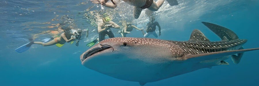 A massive whale shark swimming beneath snorkelers in the clear blue waters of La Paz, Mexico, with people observing the gentle giant from above in the Sea of Cortez
