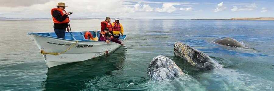 Gray whales swimming beside a small boat in Mulegé Baja California Sur Mexico during whale watching season with close-up wildlife interaction in calm coastal waters