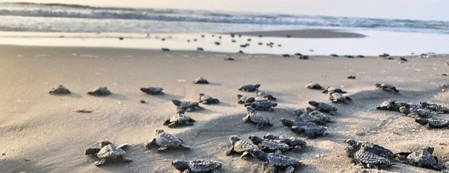 Sea turtle hatchlings making their way across the sand toward the Gulf on Mustang Island Texas.