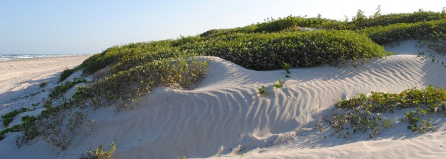 Wind-swept sand dunes covered in coastal vegetation at Mustang Island State Park in Texas.