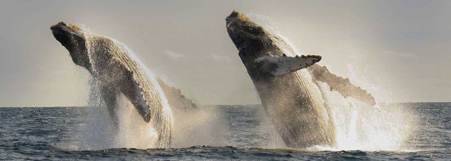 Humpback whales breaching above the ocean near San José del Cabo during a whale watching tour in Baja California Sur.