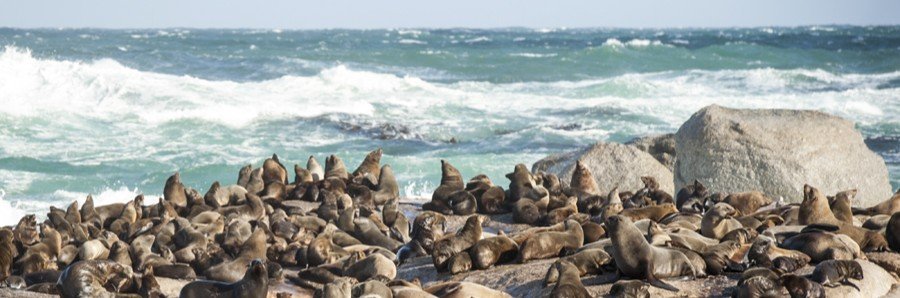Large colony of sea lions resting on coastal rocks as waves break behind them near Land’s End.