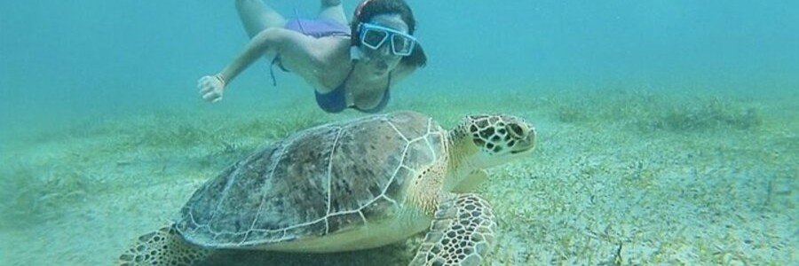 Snorkeler swimming beside a sea turtle in the clear waters surrounding Culebra, Puerto Rico